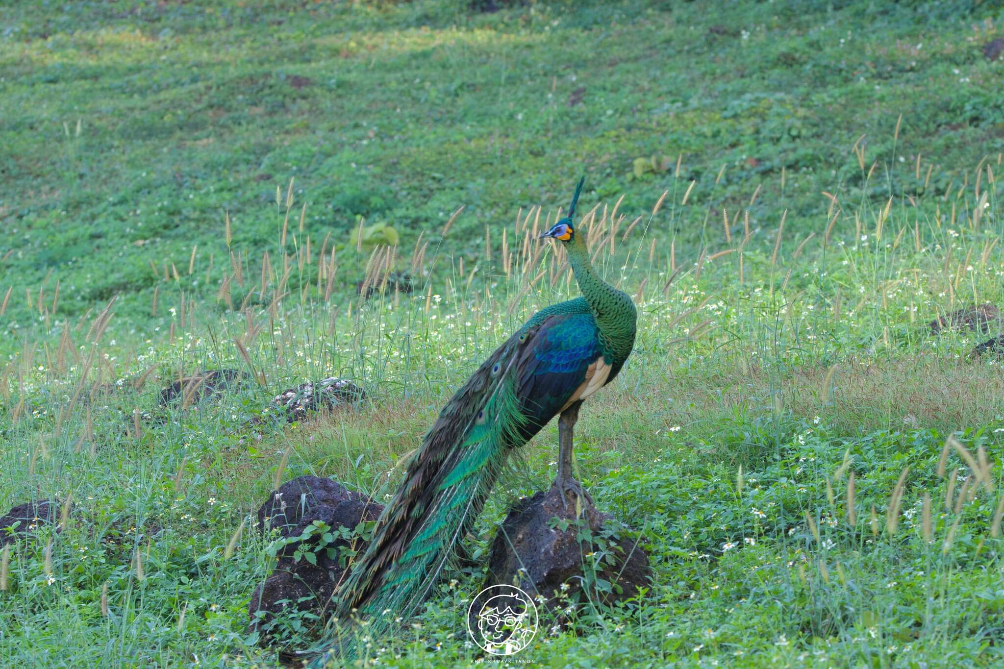 Imagem de Pavo muticus Linnaeus 1766