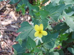 Image of pine violet