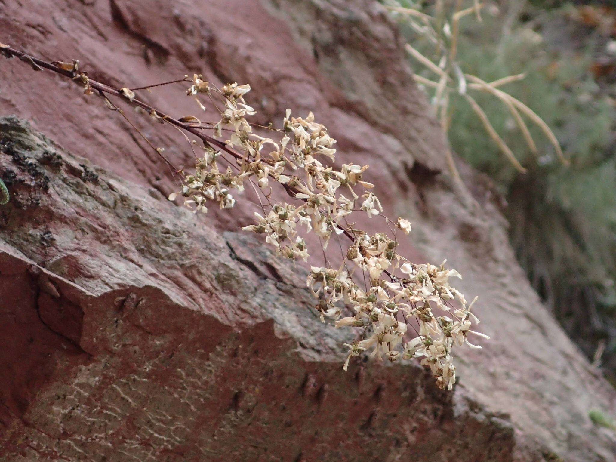 Sivun Saxifraga callosa Sm. kuva