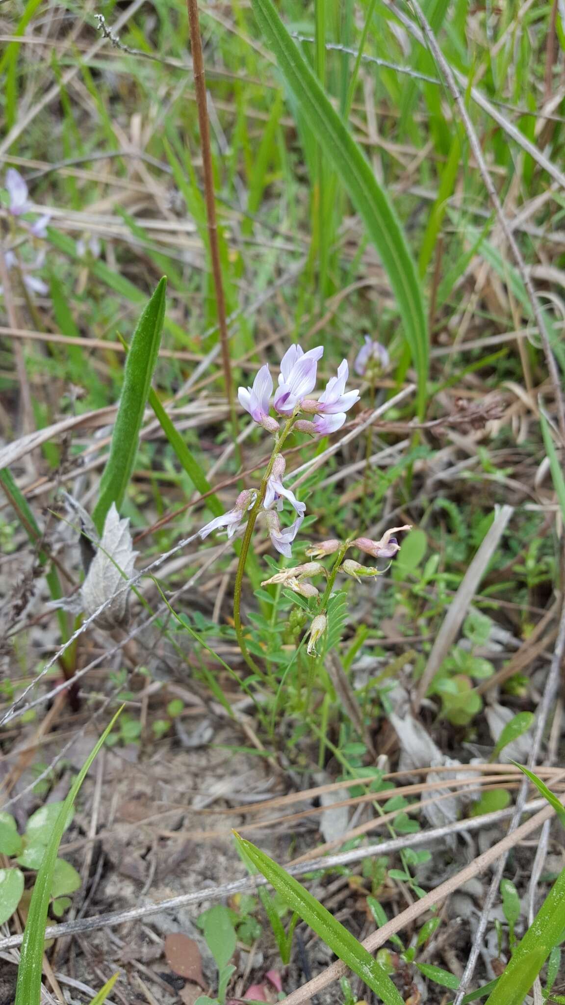 Image of Ozark milkvetch