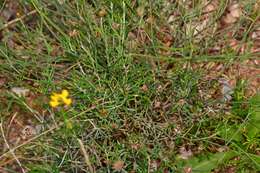 Plancia ëd Coronilla juncea L.