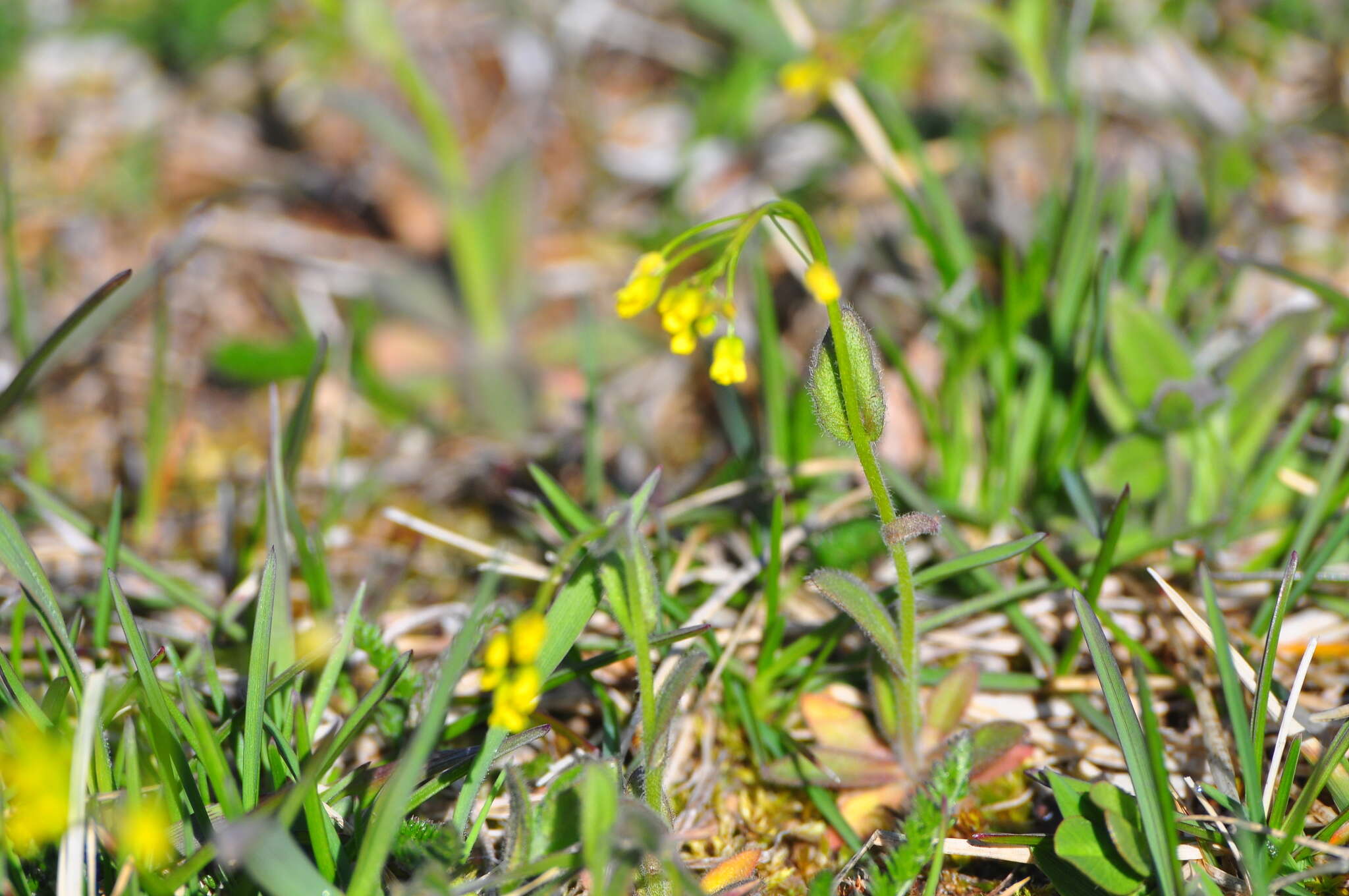 Image of woodland draba