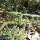 Image de Echium sabulicola subsp. sabulicola