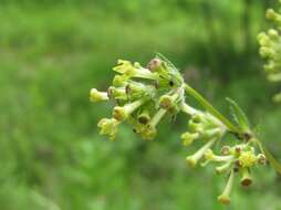 Plancia ëd Asperula molluginoides (M. Bieb.) Rchb.