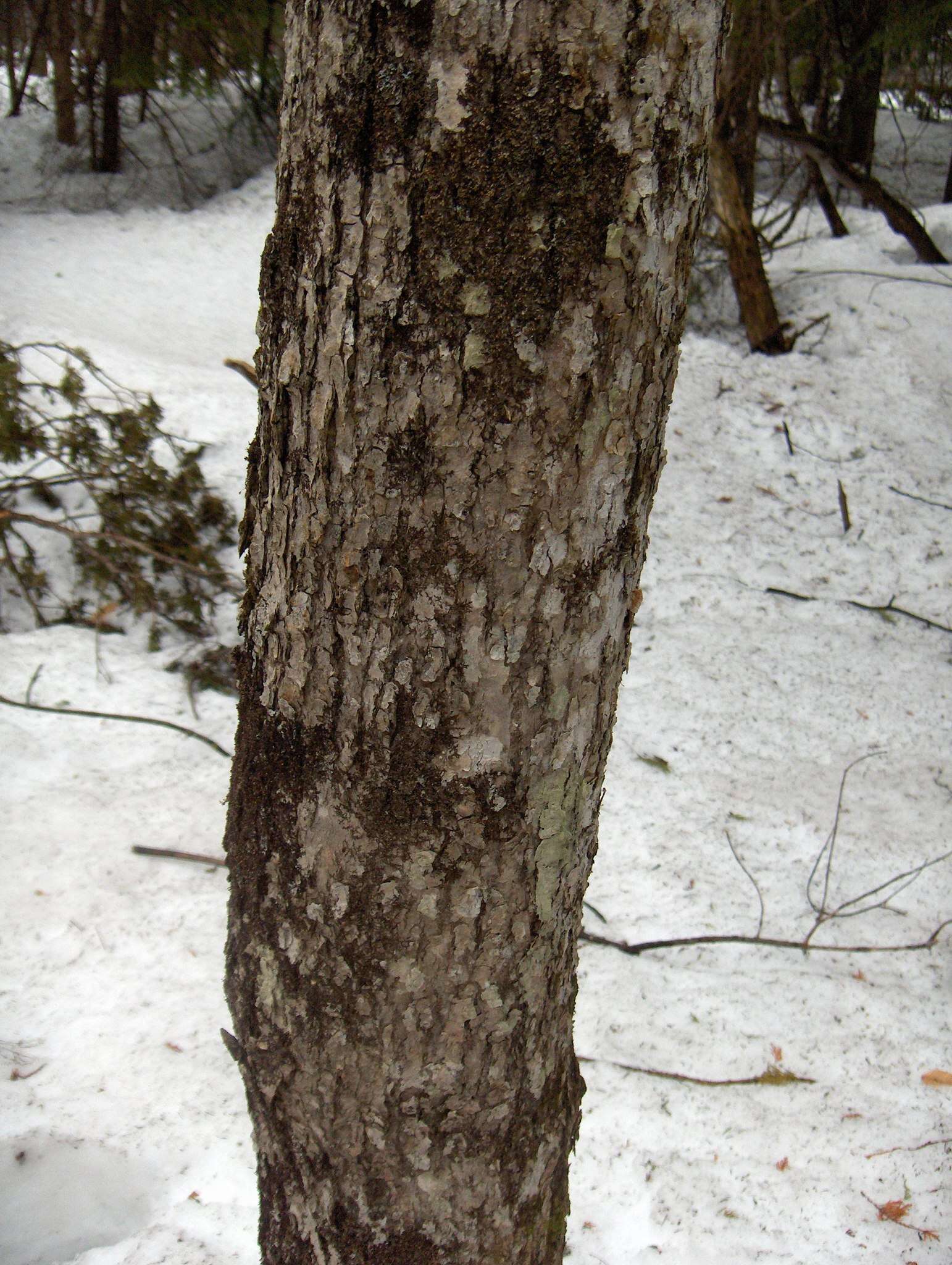 Image of black ash