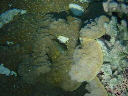 Image of Hedgehog Coral