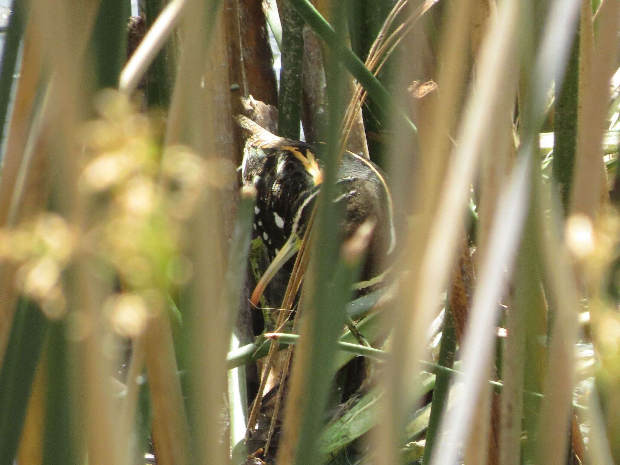 Imagem de Nycticryphes Wetmore, Peters & JL 1923