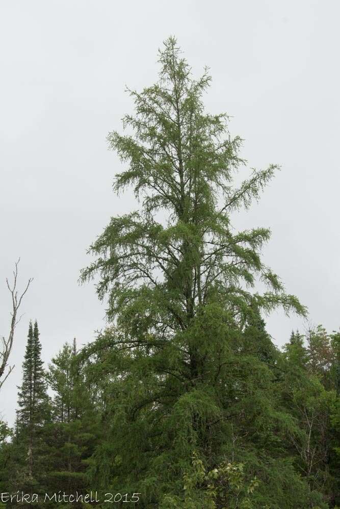 Image of American Larch