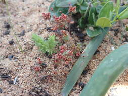 Image of Crassula campestris (Eckl. & Zeyh.) Endl. ex Walp.