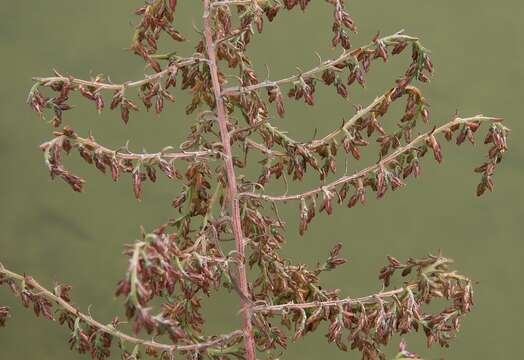 Image of Seriphidium caerulescens subsp. caerulescens