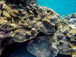 Image of hedgehog coral