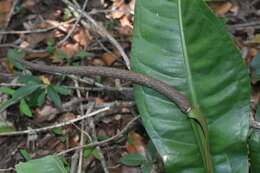 Image of Anthurium harrisii (Graham) G. Don