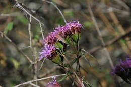 Sivun Steviopsis vigintiseta (DC.) R. King & H. Rob. kuva