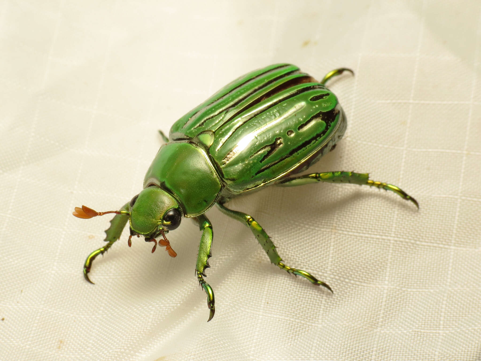 Image of Glorious Scarab