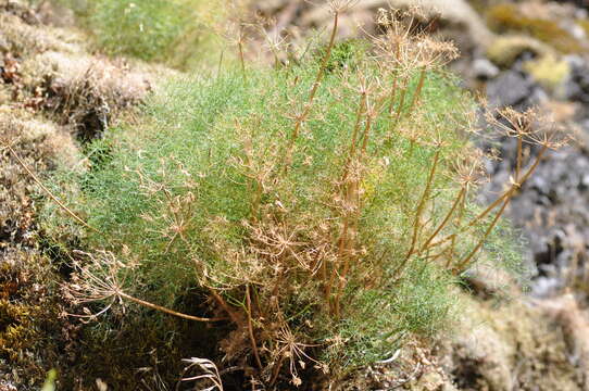 Imagem de Lomatium klickitatense