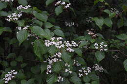 Image de Viburnum betulifolium Batalin