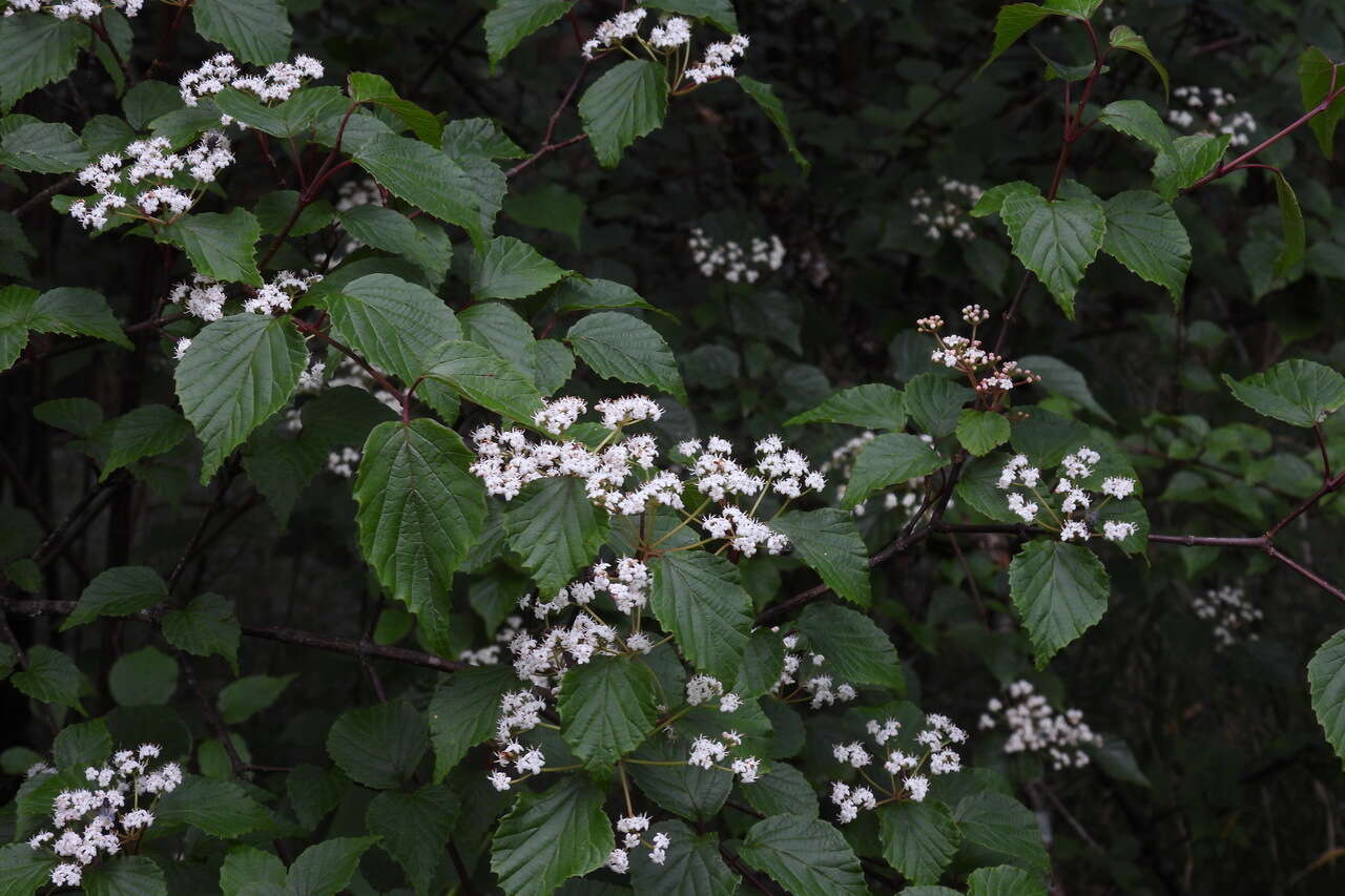 Image de Viburnum betulifolium Batalin