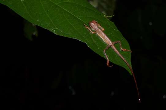 Aphaniotis fusca (Peters 1864)的圖片