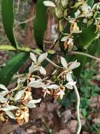 Trichoglottis fasciata Rchb. fil. resmi