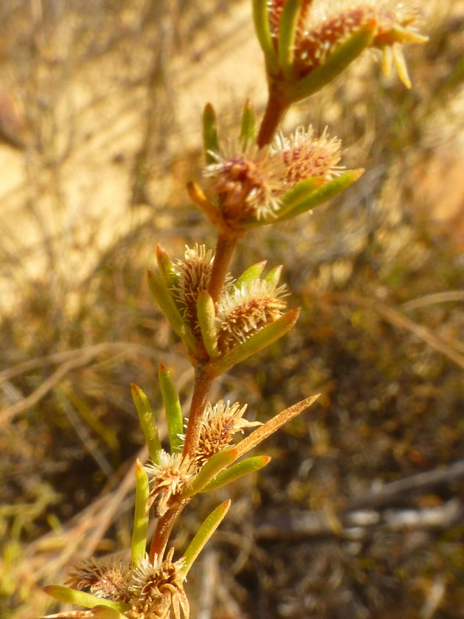 Image of Anthospermum bicorne Puff