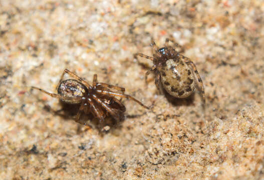 Image of Enoplognatha mandibularis (Lucas 1846)