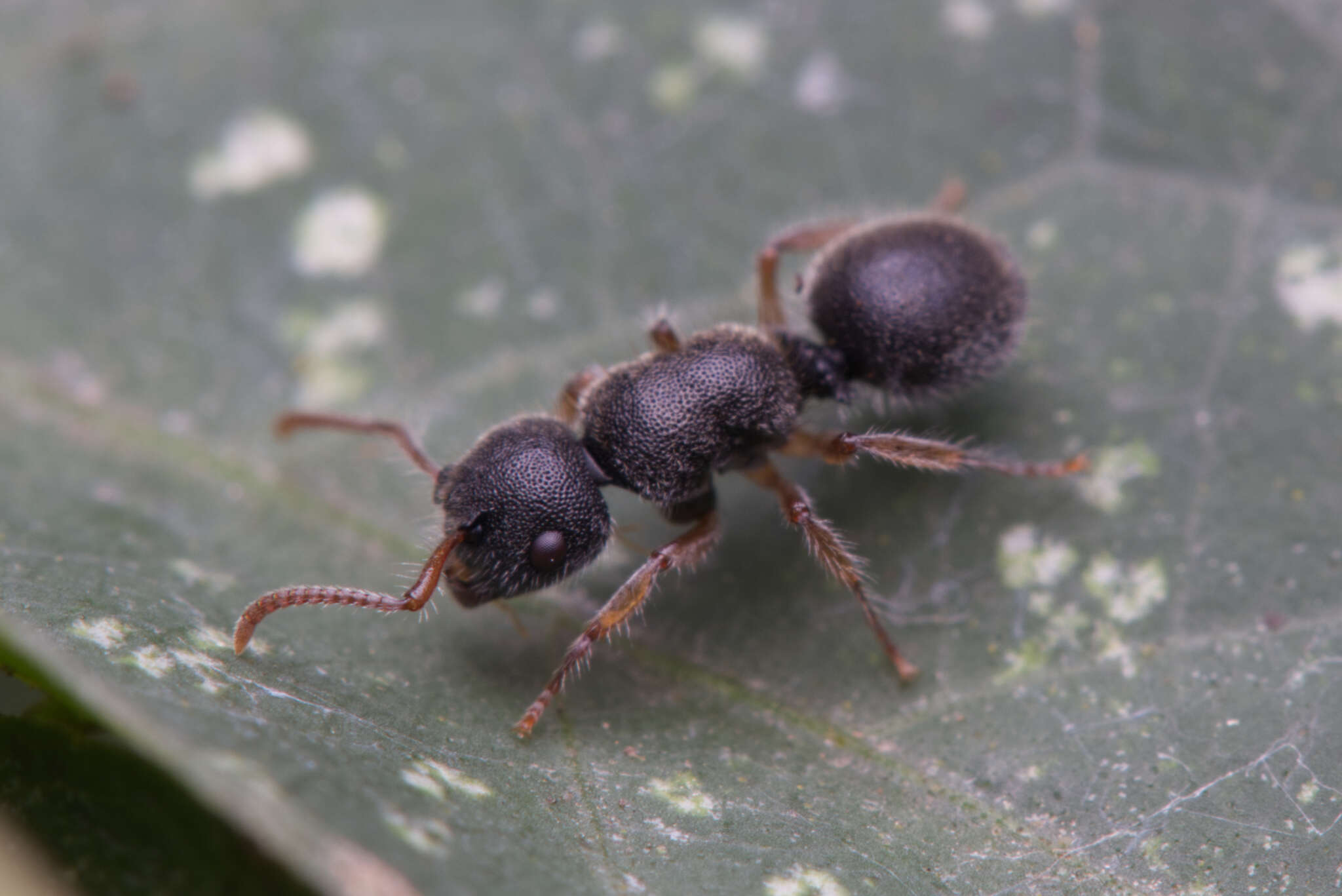 Слика од Echinopla turneri Forel 1901