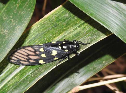 Image of Gaeana maculata (Drury 1773)