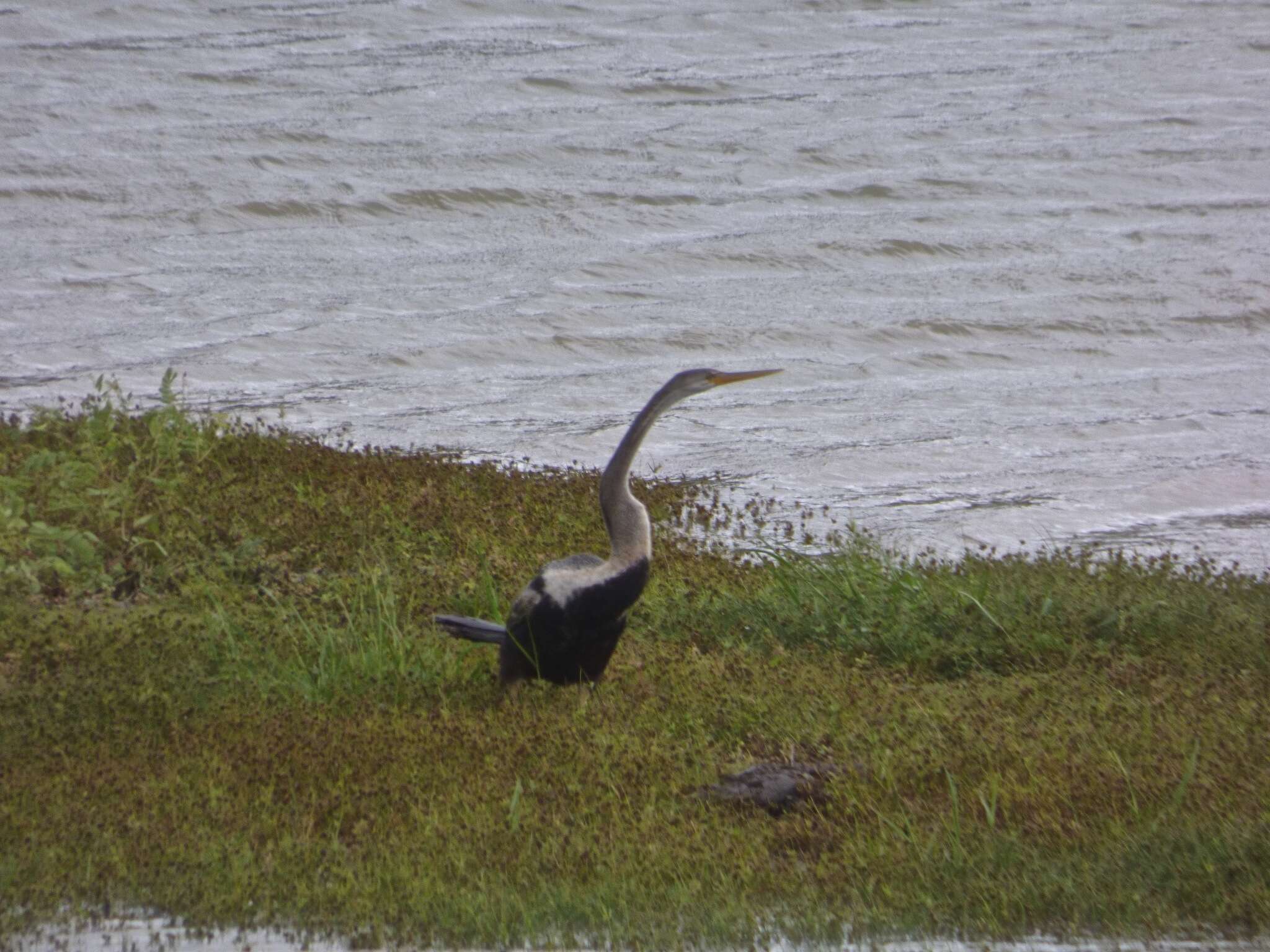 Plancia ëd Anhinga melanogaster Pennant 1769