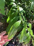 Image of Ehretia longiflora Champion ex Benth.