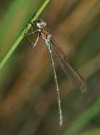 Image of Austrolestes cingulatus (Burmeister 1839)