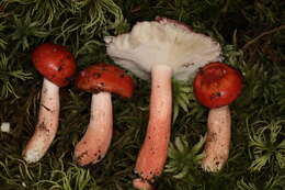 Image of Russula peckii Singer 1943