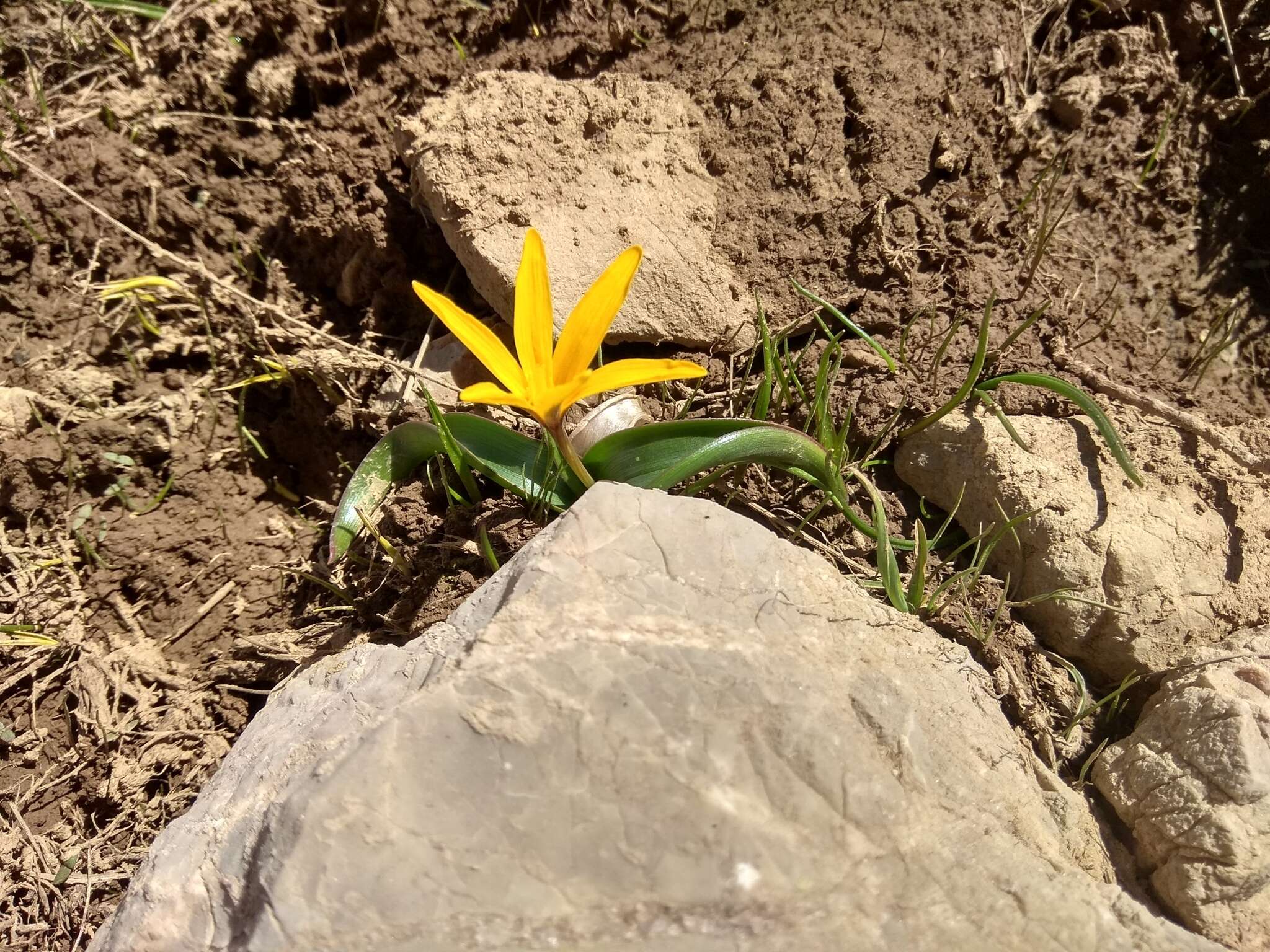 Image of Colchicum luteum Baker