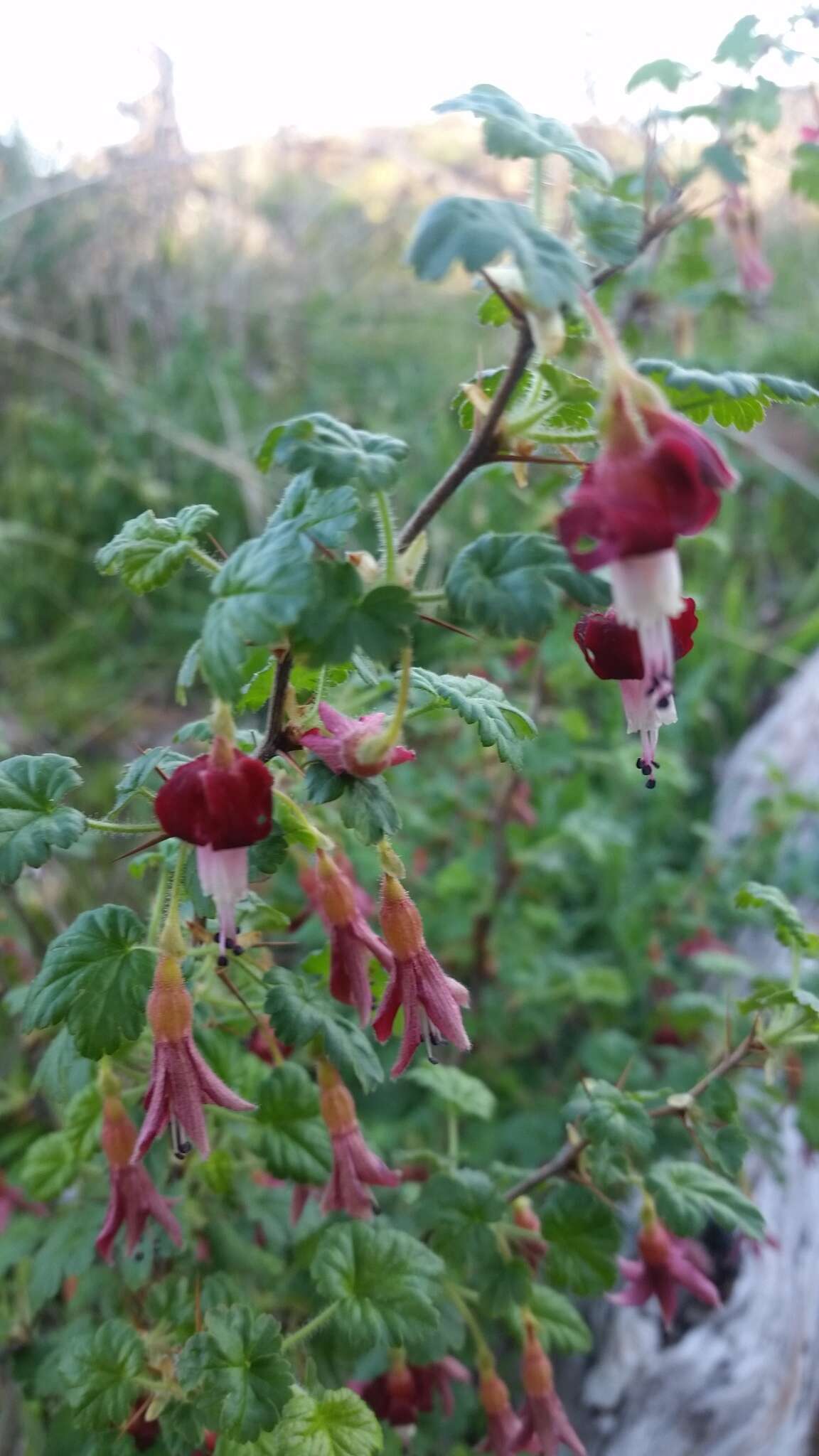 Plancia ëd Ribes lobbii A. Gray