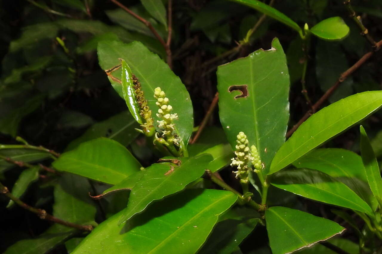 Image of Excoecaria formosana (Hayata) Hayata & Kawak.
