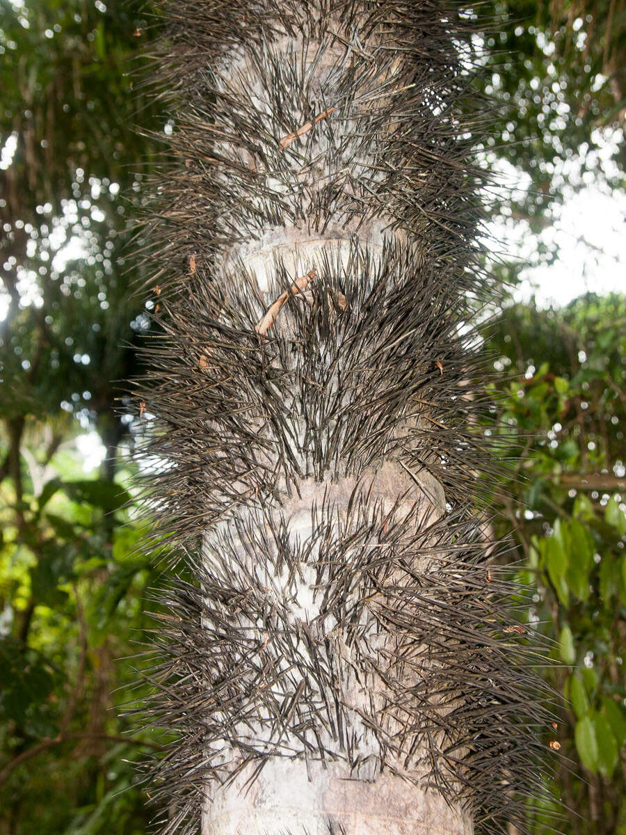 Image of Black palm