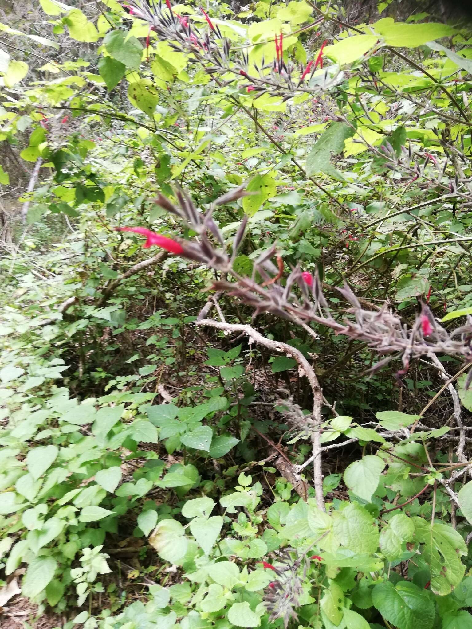 Imagem de Salvia longistyla Benth.