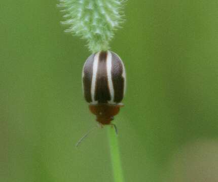 Image of Calligrapha (Bidensomela) bidenticola Brown 1945