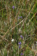 Image of One-Flower Fringed-Gentian