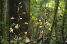 Слика од Aphyllorchis montana Rchb. fil.