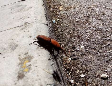 Image of Red palm weevil