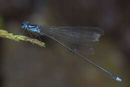 Image of Coeliccia nemoricola Laidlaw 1912