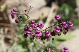 Image of Calceolaria purpurea R. Grah.