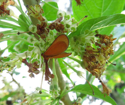 Plancia ëd Eudulophasia invaria Walker 1854