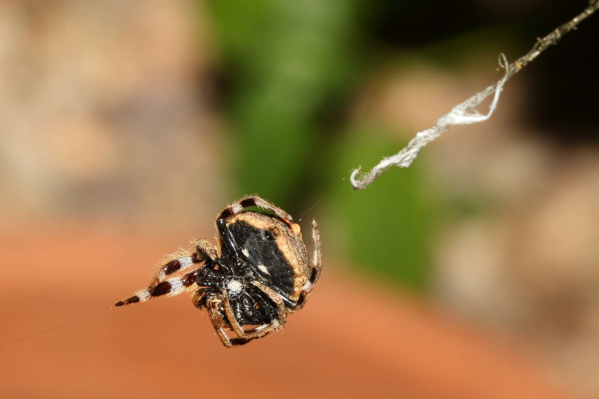 Image of common bark spider