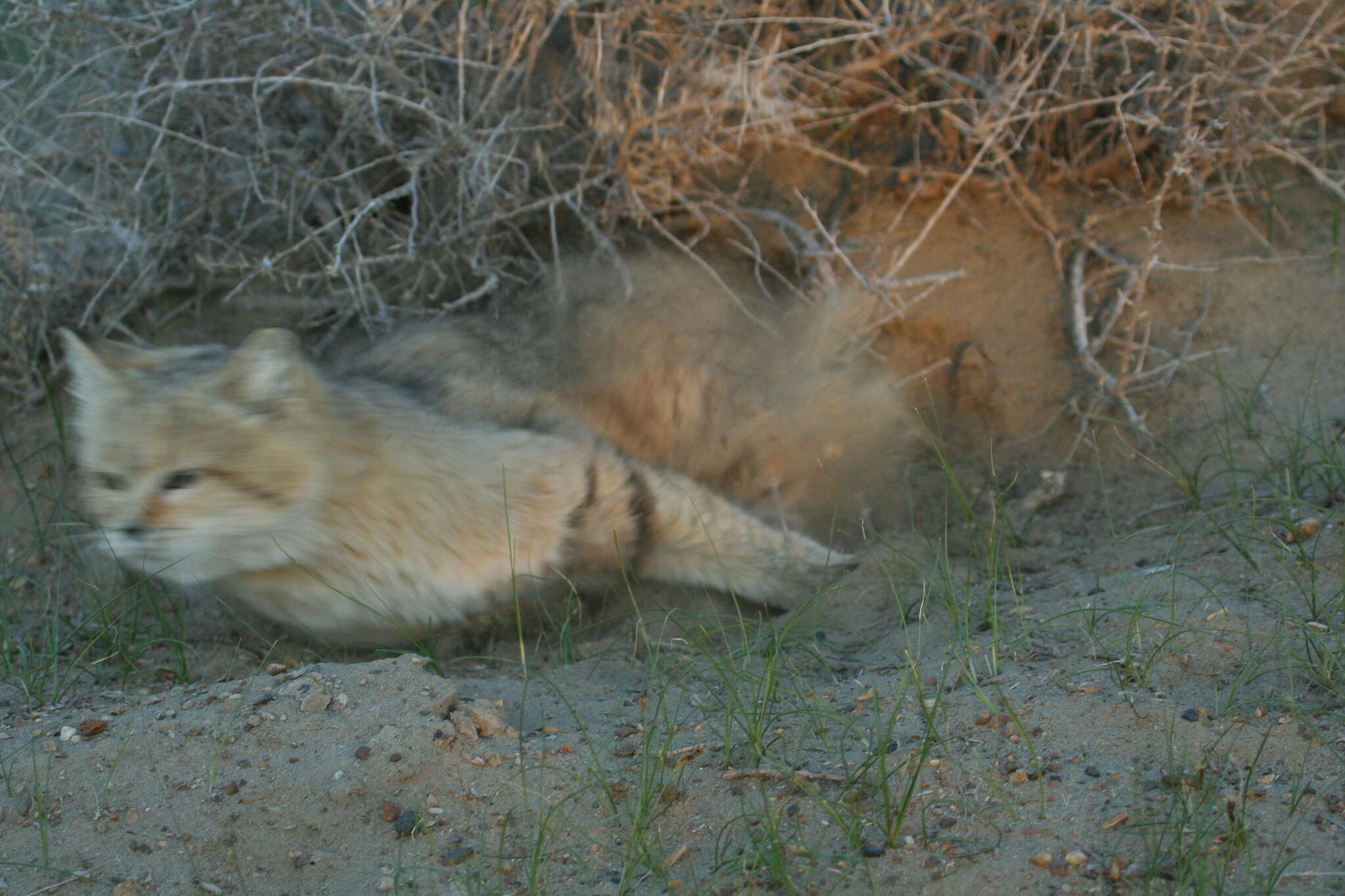 Image of Felis margarita thinobia (Ognev 1927)