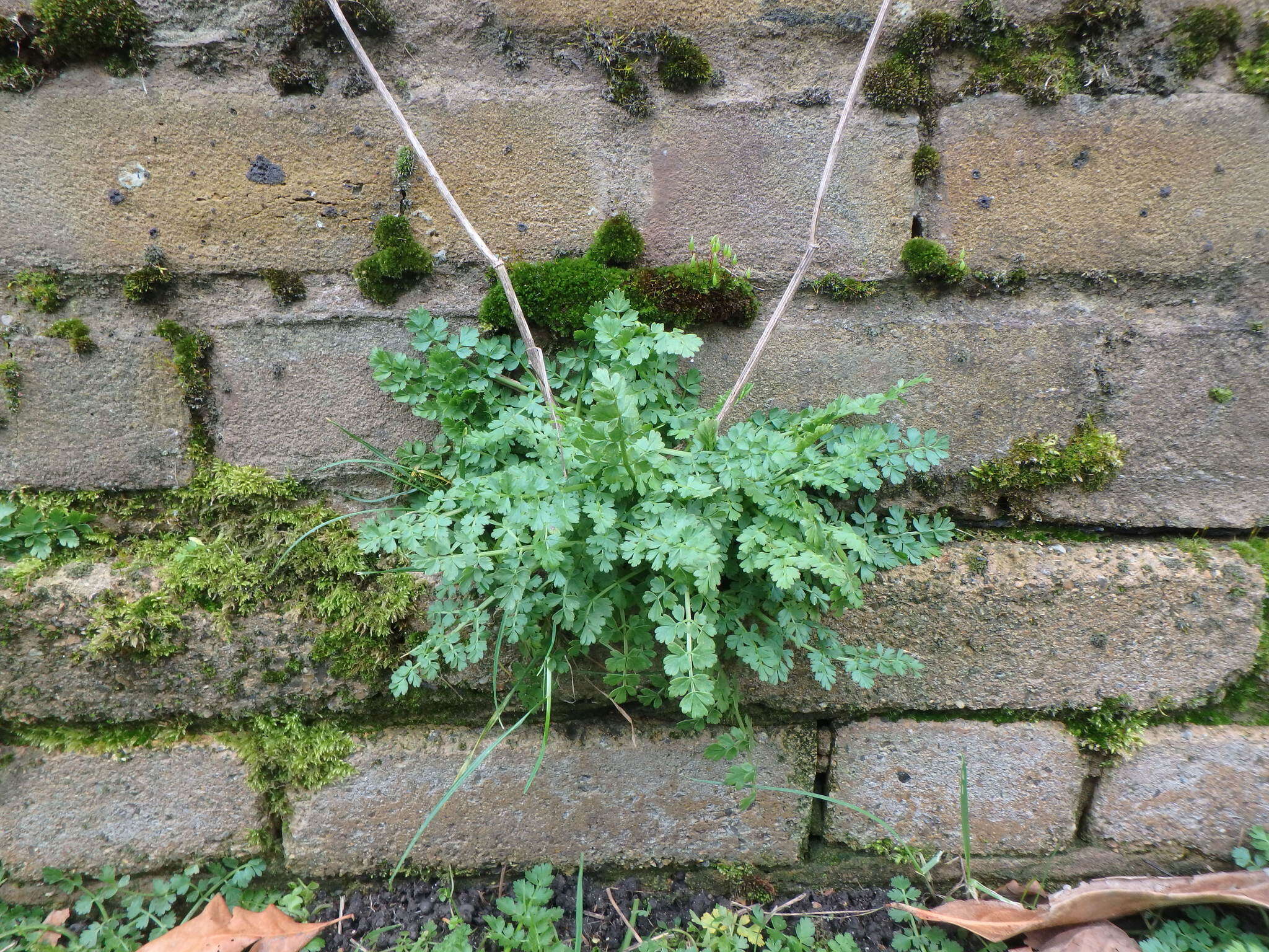 Image of corky-fruited water-dropwort