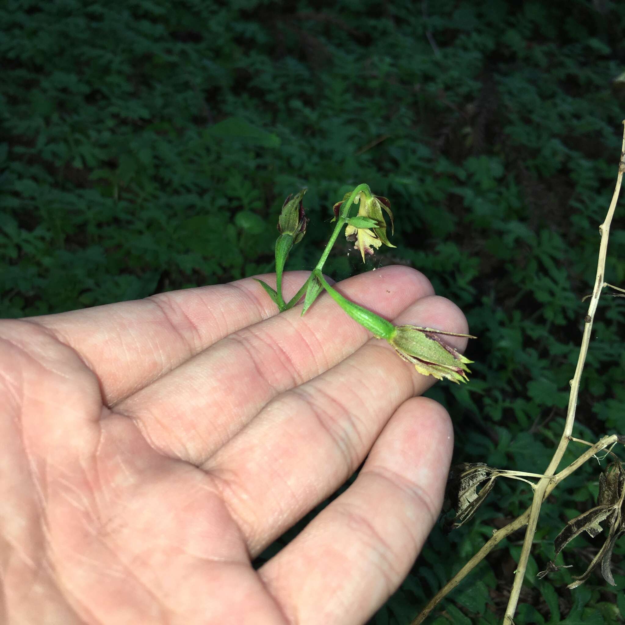 Image of Calanthe arcuata Rolfe