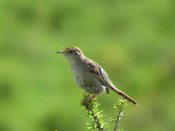 Sivun Cisticola subruficapilla jamesi Lynes 1930 kuva