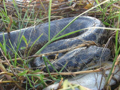 Image de Anaconda du Paraguay