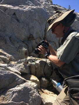 Image of Castle Crags bellflower